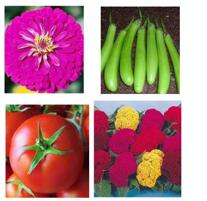 seed